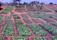Un champ de salades à la Station d'épuration des eaux usées (STEP) des Niayes (Dakar, Sénégal) @ H. Saint Macary, Cirad