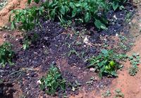 Des boues de surface dans un champ de poivron (Sénégal) @ H. Saint Macary, Cirad
